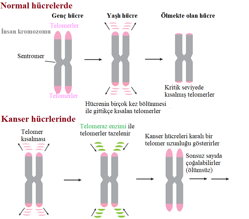 telomer-telomeraz